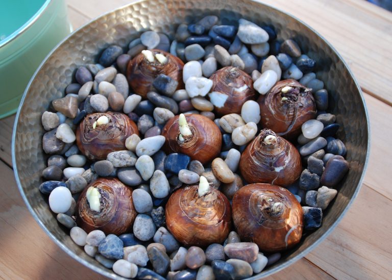 Plant Indoors Now for a Fragrant Start to the New Year