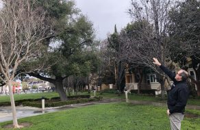 Storm Advice: Protecting Your Home From Downed Trees
