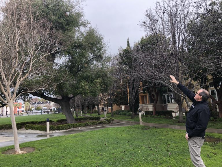 Storm Advice: Protecting Your Home From Downed Trees