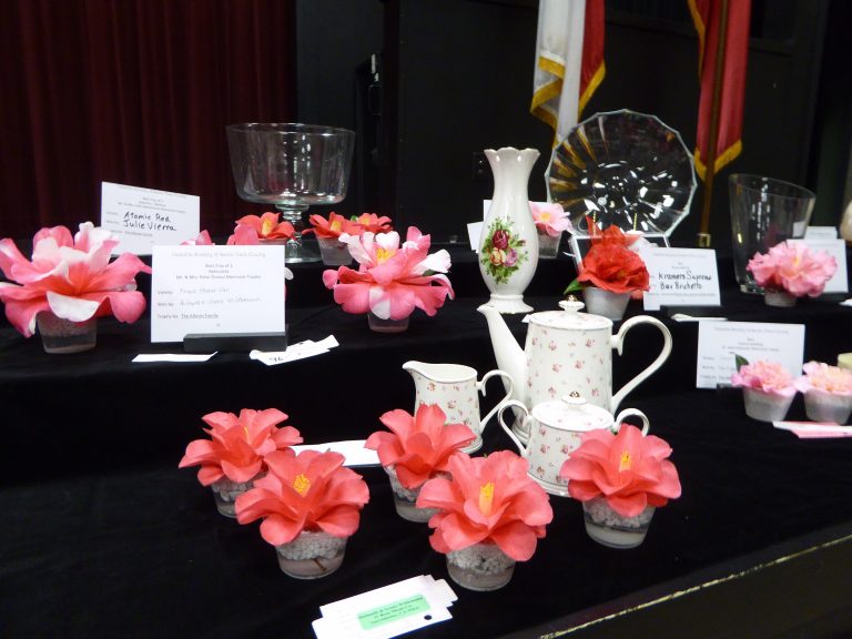 78th Annual Pageant of Camellia Beauties Wows Valley Visitors