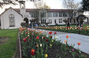 Tulips are in Full Bloom at Sunnyvale’s Fremont High School