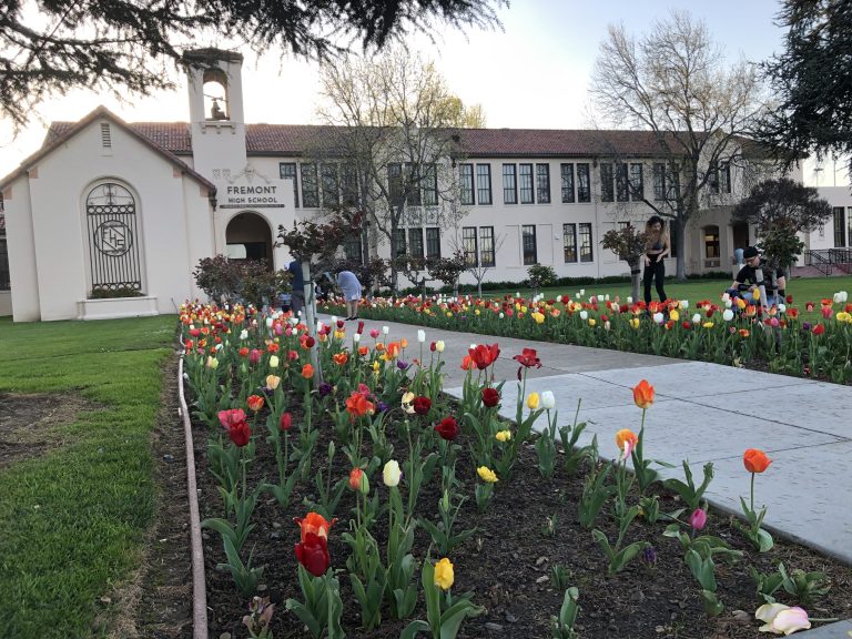 Tulips are in Full Bloom at Sunnyvale’s Fremont High School
