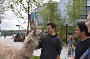 Photos of the Week: Llamas at Mission College, Wilcox High Concert, Santa Clara High Concert