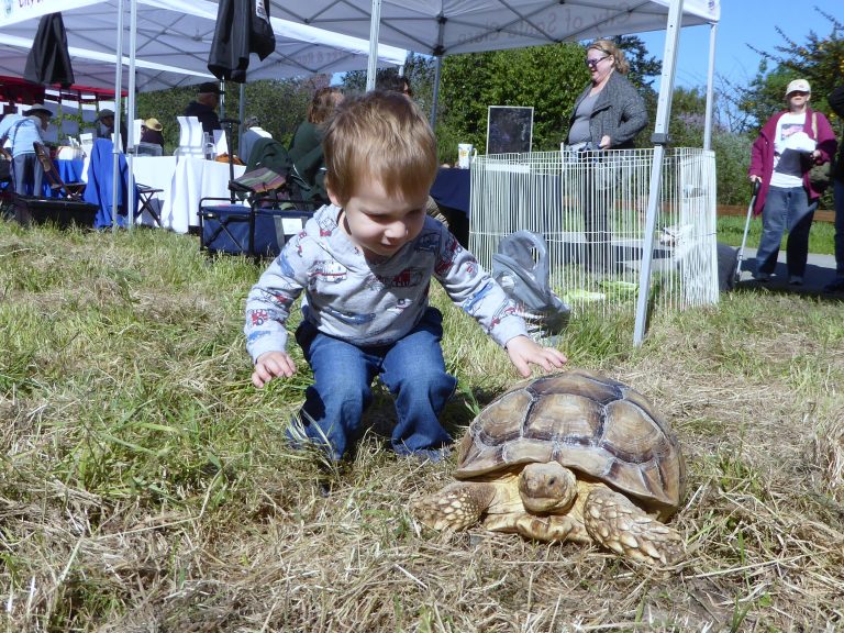 Romance and Wildflowers Bloom at Ulistac Natural Area