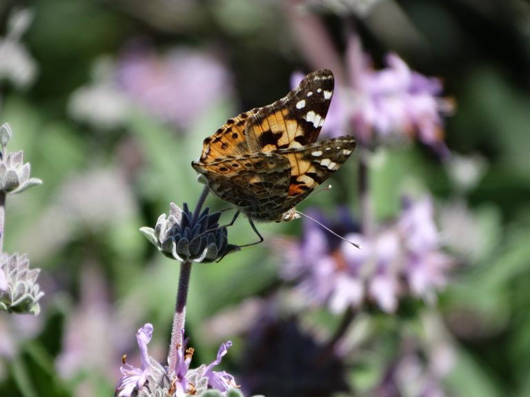 Photos of the Week: Painted Lady Butterfly, FroshSoph Wilcox Baseball
