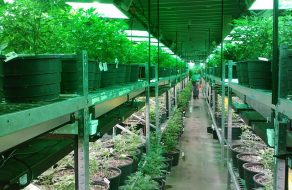 Cannabis Moratorium Debated by Planning Commission