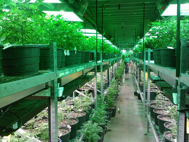 Cannabis Moratorium Debated