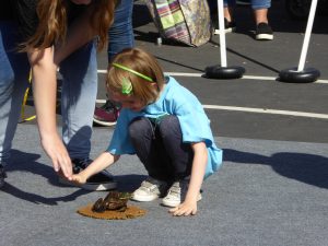 54th Sutter Frog Jump and Release of “Rosie the Ribeter” Coincide