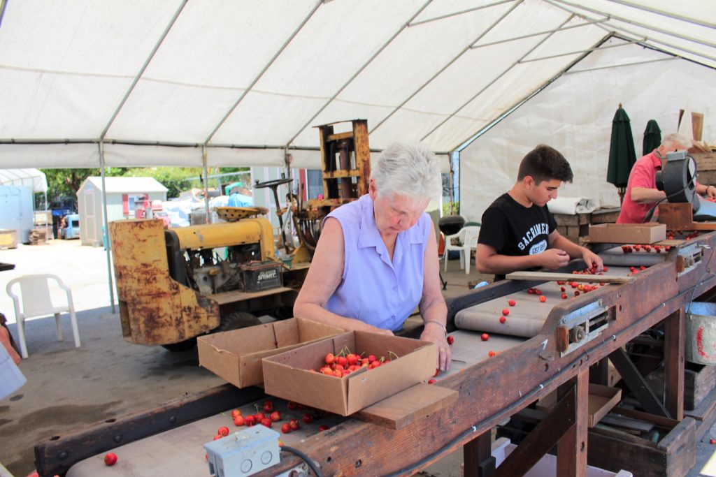 Sunnyvale’s Orchard Heritage Park Cherries, Sunnyvale’s Orchard Heritage Park is in the thick of cherry season. The staff is working to sell cherries at the Orchard Fruit Stand.