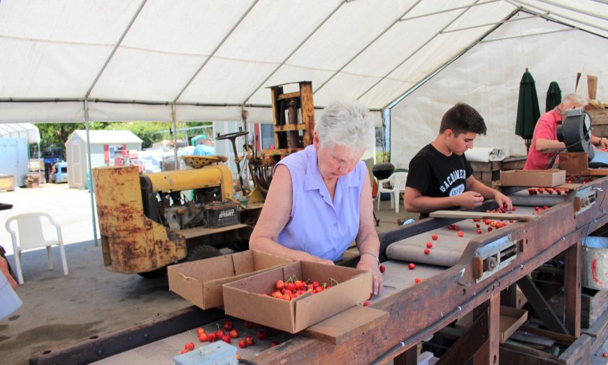 Sunnyvale’s Orchard Heritage Park Cherries, Sunnyvale’s Orchard Heritage Park is in the thick of cherry season. The staff is working to sell cherries at the Orchard Fruit Stand.