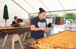 It’s Time to Pick Apricots at Sunnyvale’s Orchard Heritage Park