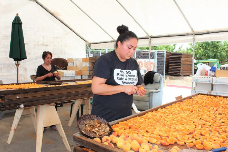 It’s Time to Pick Apricots at Sunnyvale’s Orchard Heritage Park
