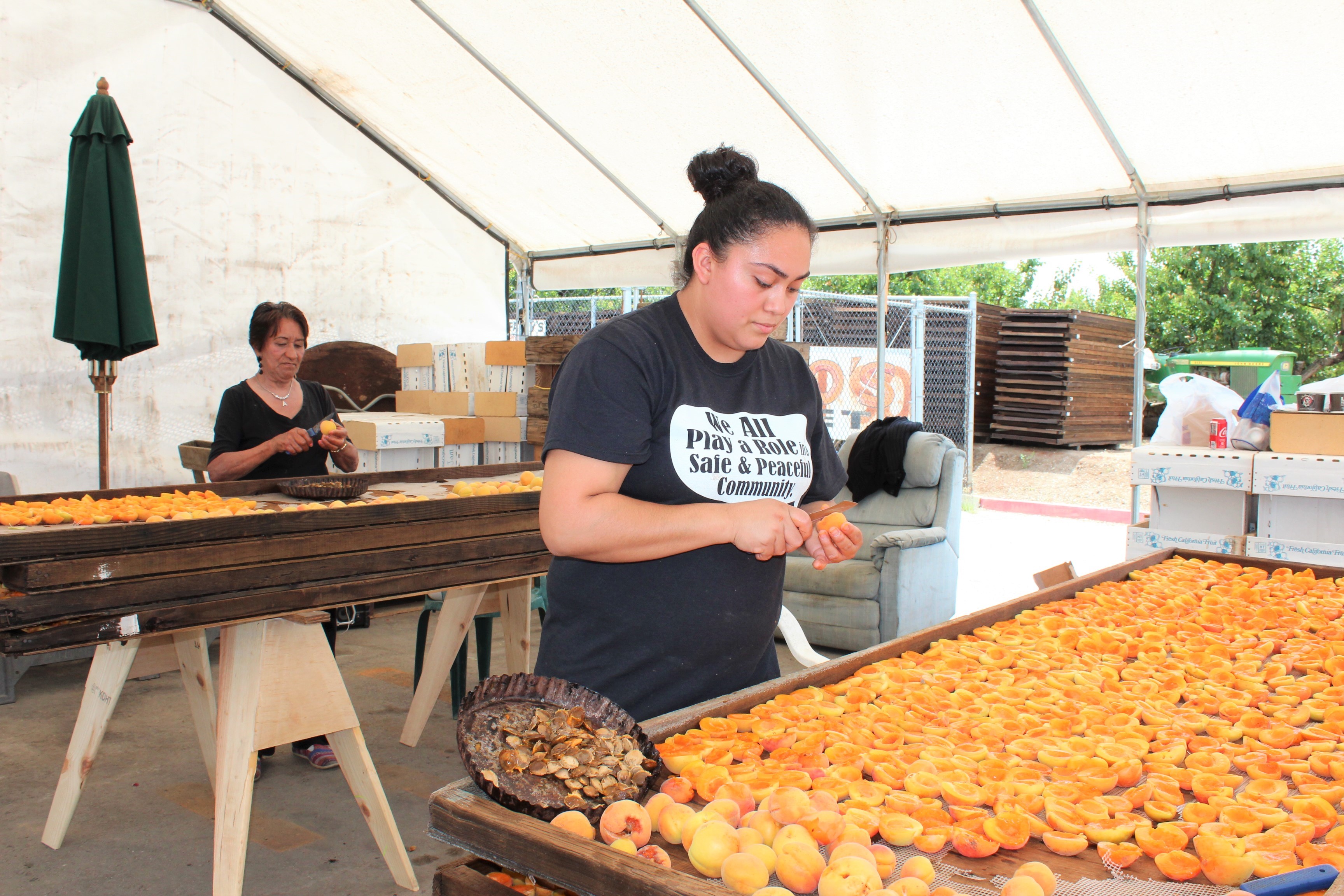 Sunnyvale’s Orchard Heritage Park Apricots, Sunnyvale’s Orchard Heritage Park is now in the thick of picking and drying apricots. The apricot goods will be on sale at the fruit stand.