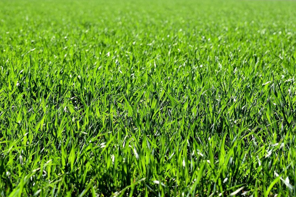 Roundup Herbicide. weed abatement chemicals.