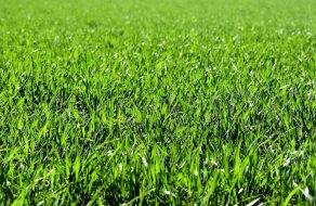 Roundup Herbicide Discontinued in Santa Clara Unified School District