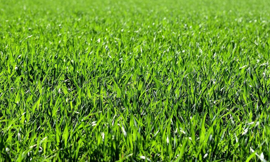 Roundup Herbicide. weed abatement chemicals.