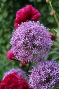 Bold and Beautiful Alliums for Every Garden