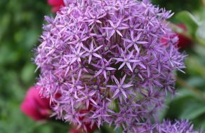 Bold and Beautiful Alliums for Every Garden