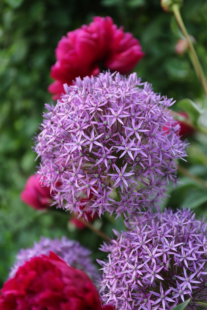 Plant Alliums bulbs in fall and enjoy months of colorful spring and summer blooms — this year, and for years to come, says Melinda Myers.