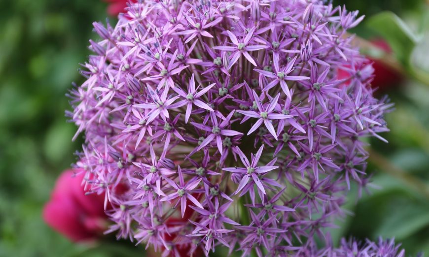 Plant Alliums bulbs in fall and enjoy months of colorful spring and summer blooms — this year, and for years to come, says Melinda Myers.