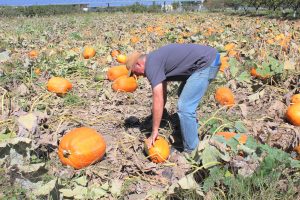 October 4: Nutrition Services Food Showcase at The SCUSD Farm