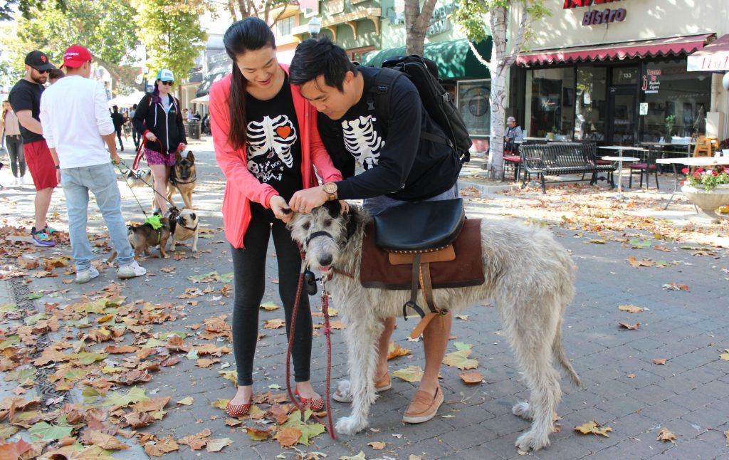 The Sunnyvale Pet Parade made a comeback this year. An Irish wolfhound named Mochi came dressed as a pony for the parade.