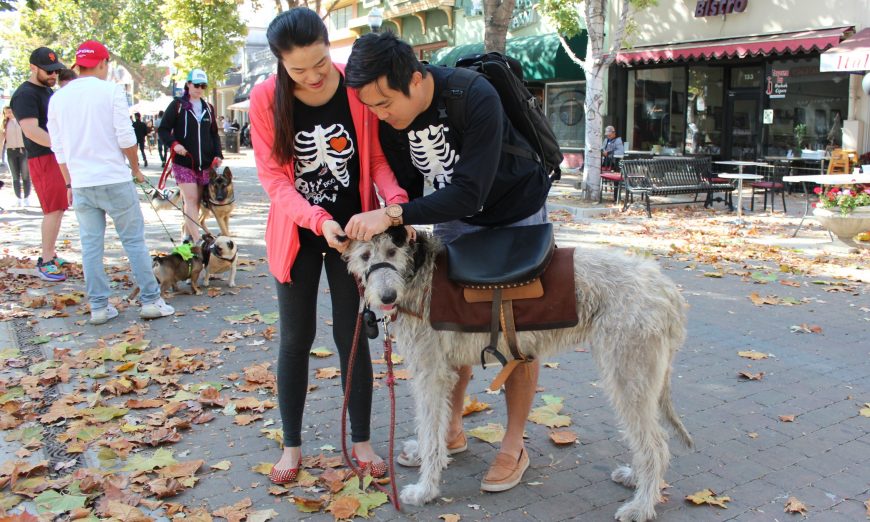 The Sunnyvale Pet Parade made a comeback this year. An Irish wolfhound named Mochi came dressed as a pony for the parade.