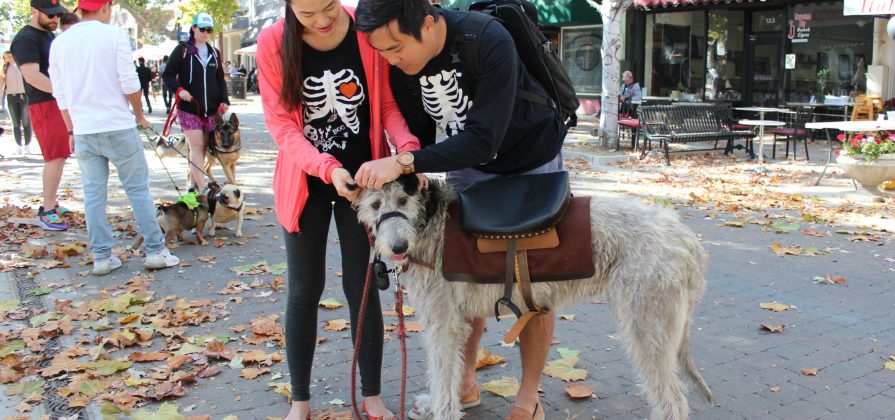 The Sunnyvale Pet Parade made a comeback this year. An Irish wolfhound named Mochi came dressed as a pony for the parade.