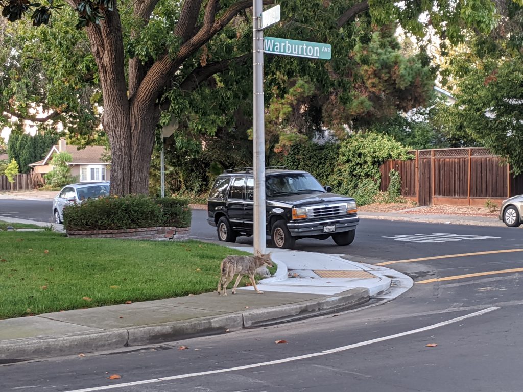Coyotes have been spotted in Santa Clara residential neighborhoods. A coyote can be aggressive, here are some tips on how to coexist with them.