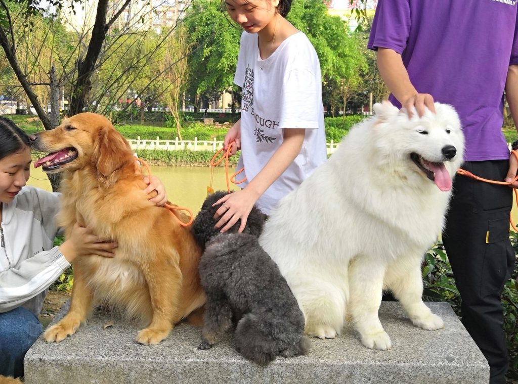 The Duo Duo Project, based in Sunnyvale, is trying to put a stop to the Dog Meat Trade that is still done by a small population in China.