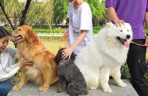 The Duo Duo Project Seeks to End the Dog Meat Trade in China