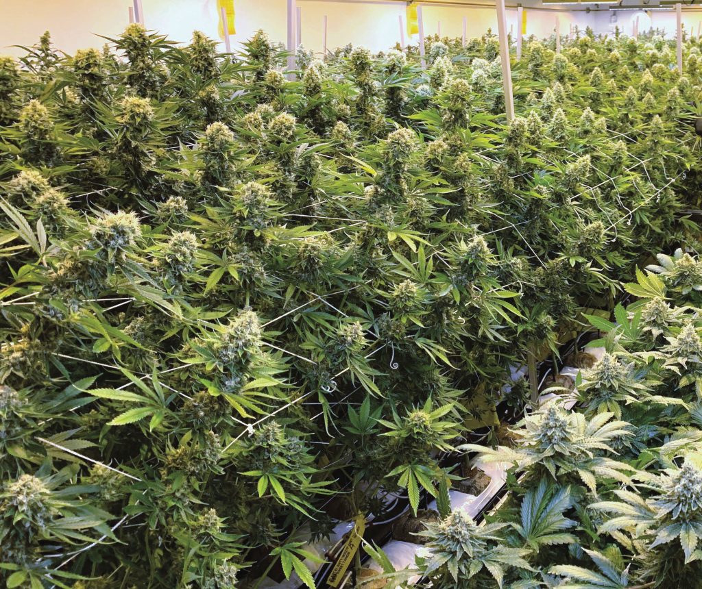 The City of Santa Clara currently has a moratorium on the sale of marijuana. However years ago residents passed Measure M meaning they wanted that revenue.