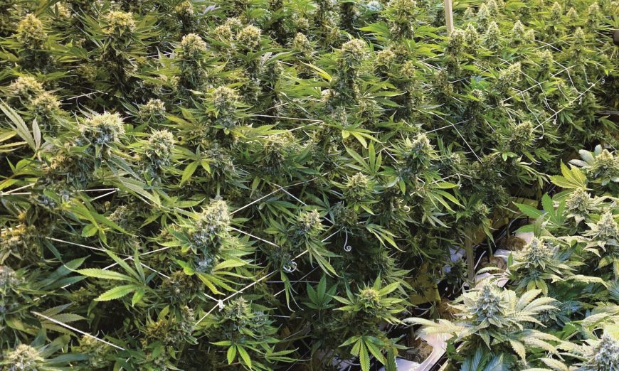 The City of Santa Clara currently has a moratorium on the sale of marijuana. However years ago residents passed Measure M meaning they wanted that revenue.