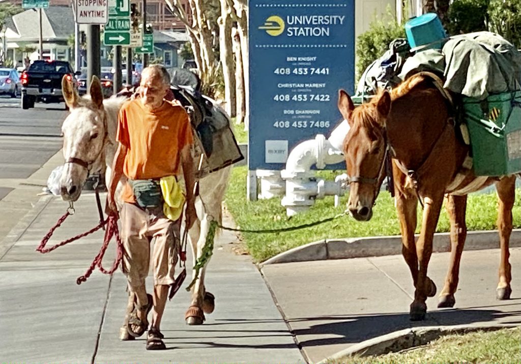 The 3 Mules recently passed through Santa Clara on their way to San Diego. The man named Mule is living a nomadic life with his animals.