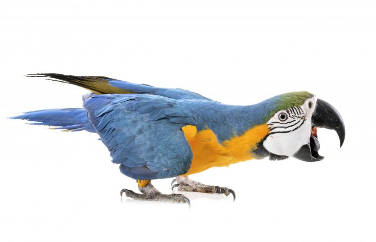 Milestones – Mayor’s Mouthpieces Get It Wrong! – Opinion