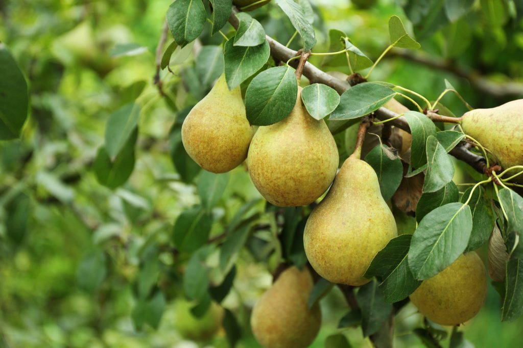 Santa Clara resident Larry Flora recalls the summer of 1961, when the local orchards became the site of a fond childhood memory - the pear fight.