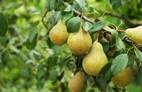 Mission City Voices: Pear Fight