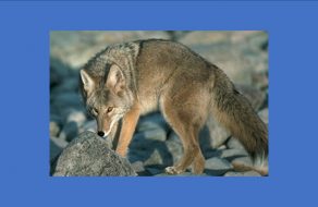 Increased Coyote Sightings in Sunnyvale