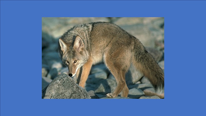 Coyote spotted near Ponderosa Park in Sunnyvale. The City says don't call 911 if you see a coyote; offers tips to keep you and your family safe.