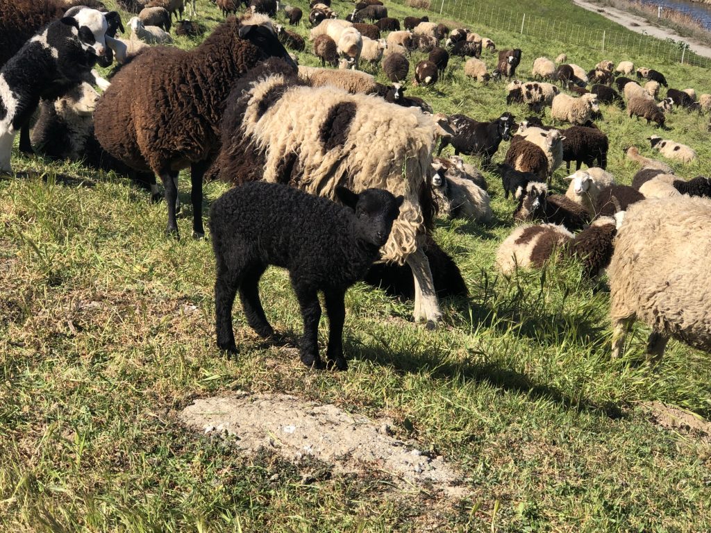 Sunnyvale has found a green solution to vegetation management at the landfill on Caribbean Drive. The City is using goats instead of lawn mowers.