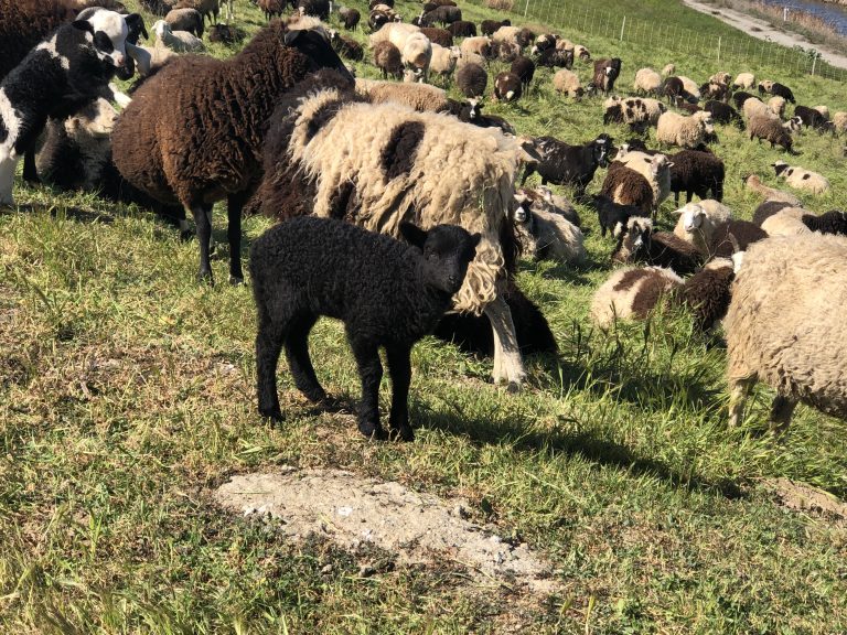 Grazing Goats Help Sunnyvale Go Green