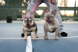 French Bulldogs Stolen from Santa Clara Home