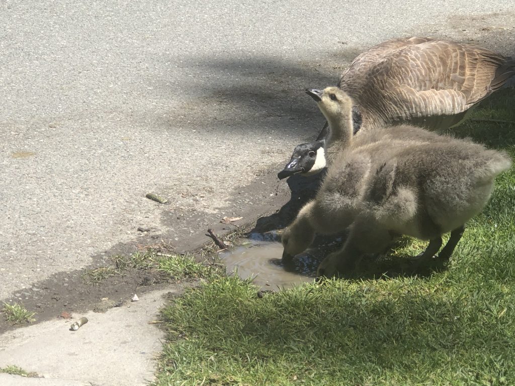 The City of Santa Clara drained the Central Park fountain to work on the biofiltration system, but now the park's geese are searching for water.