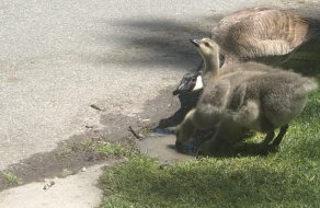 Central Park Geese Desperately Search for Water