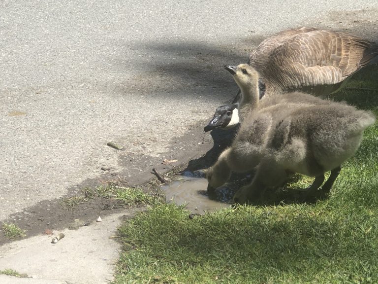 Central Park Geese Desperately Search for Water