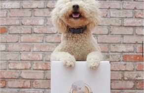 Fozzie’s Kitchen Serves Up Freshly Prepared Dog Food