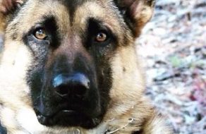 RIP SCPD K9 Officer Argo