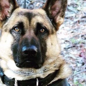 RIP SCPD K9 Officer Argo