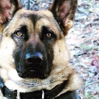 Santa Clara Police Department K9 officer Argo died in December. He served the department for six years thanks to a grant from the Sean M. Walsh Foundation.