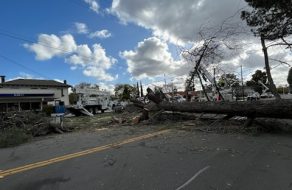 Wind Storm Brings Down Historic Trees